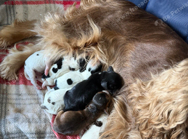 7 Show Cocker Spaniels for sale