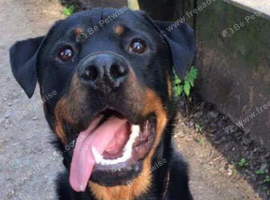 Wanted rottweiler Puppy