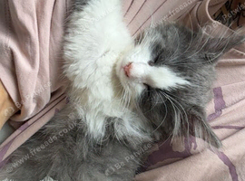 Half Ragdoll Kitten