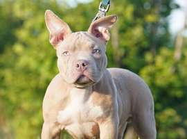 3 pocket bully puppy&rsquo;s ready to go to their forever homes