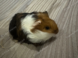 Baby guinea pigs