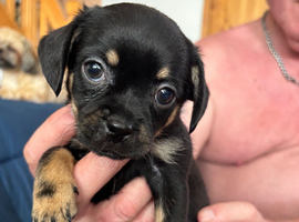 Imperial Shitzu cross Russian toy terrier