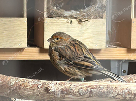Canary's for sale