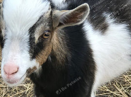 Dwarf dairy billy