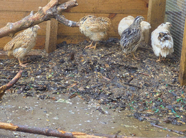 5 female quail