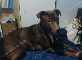 Rehome dog