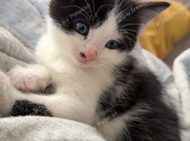 Black and white kittens for sale