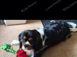 Tri coloured king charles male