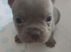 6 frenchies