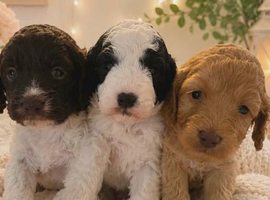 Cockapoo puppies for sale
