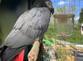 Exceptional Silly Tame Talking African Grey Parrot &ndash; 50+ Words & Phrases &ndash; &pound;1400