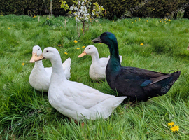 3 Cherry valley female and 1 Cayuga male ducks all together only
