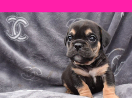 Stunning Litter of Exotic English Bulldogs