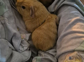 Baby guinea pigs