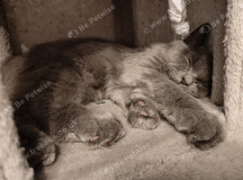 Beautiful Ragdoll x British Shorthair Cat Looking for a Loving Home