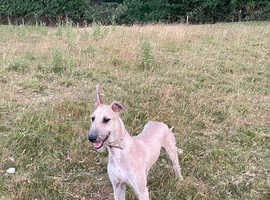 Lurcher puppy dog