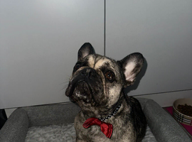 French bulldog