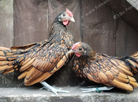 2 young gold sebright