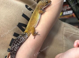 Male leopard gecko