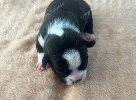 French bull dog x chug puppies
