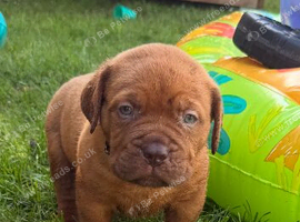 ** world class puppys**