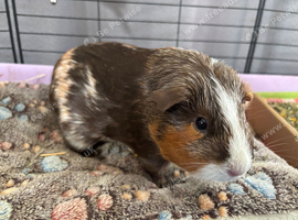 Wanted - female guinea pig