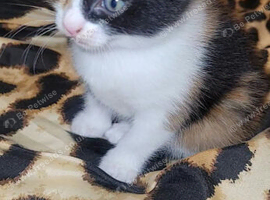 Kittens