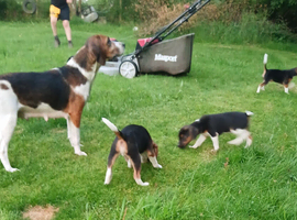 Gorgeous Beagle puppies