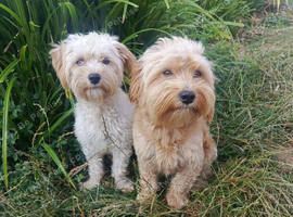 Beautiful F1 cockapoo and  Maltese Puppies (8 Weeks Old) &ndash; Ready Now in Southend