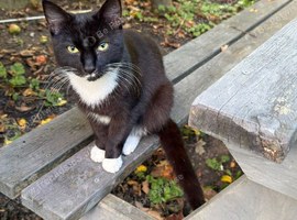 Cat tuxedo 1 year old male