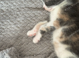 AS LAST KITTEN AVAILABLE OPEN TO SENSIBLE OFFERS