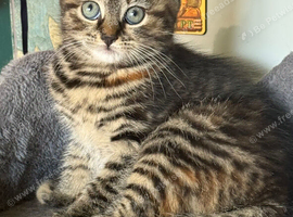 Beautiful tabby female available