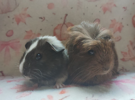 Beautiful pair of girls one cornet, one smooth guinea pigs