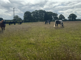 DIY/Part/Full livery stable available &ndash; LYMM AREA