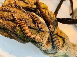Baby Pink Tongue skinks AMAZING ANIMALS