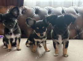 Beautiful fluffy Chihuahua Puppies