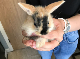 Baby rabbits for sale mix sex