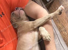 Standard X pocket bully puppy
