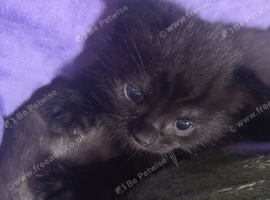 Salem
