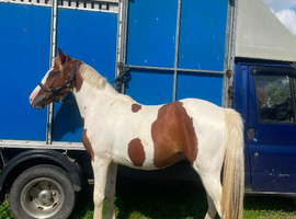 Stunning 2 year old gelding to make 15.1/15.2hh
