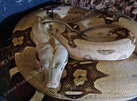 True red tailed boa