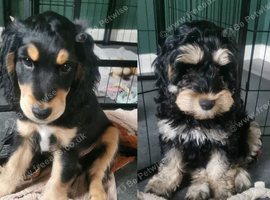 Cockapoo (1 girl, 1 boy)