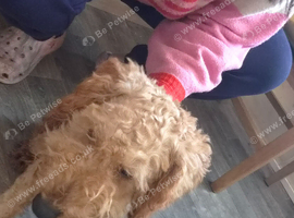 Poodle 14mouths old xxx
