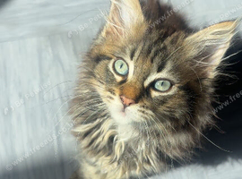 Adorable kittens!