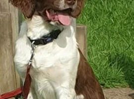 English springer spaniel female