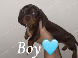 Miniature Dachshund