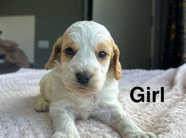 Cockapoo puppies ready to leave us from 10th July