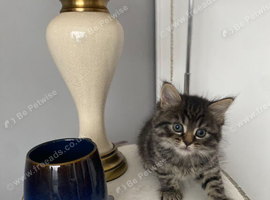2 Female & 2 Male Tabby Kittens Looking for a Home in Medway