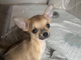 Chihuahua puppies