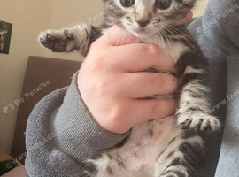 3 silver marble bengal cross kittens available!